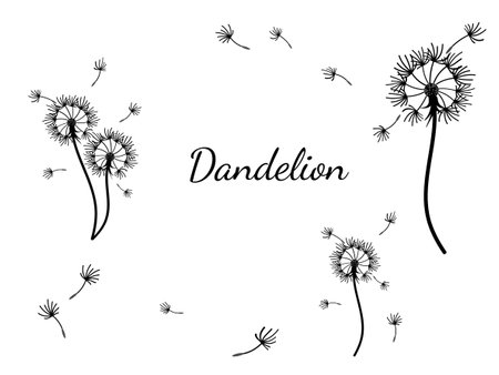 Dandelion flower. Dandelion seeds. hand drawn vector illustration.のイラスト素材
