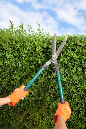 Hands with garden shears cutting a hedge in the garden の写真素材