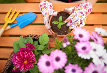 Spring in the garden, potting flowers の写真素材