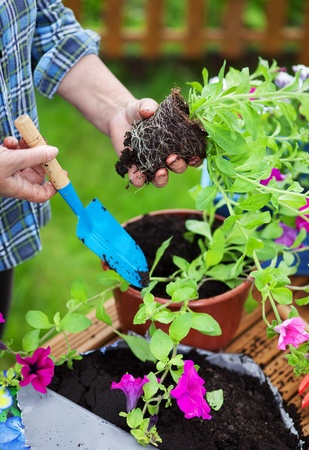 Potting surfinia flowers, gardening conceptの写真素材