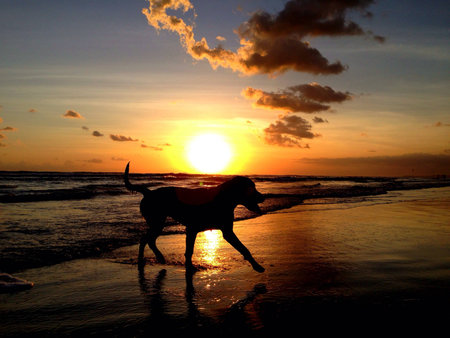 Dog on sunset backgroundの素材