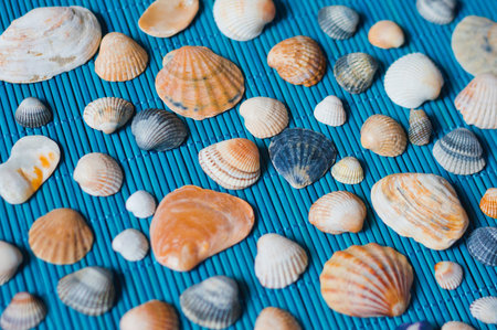 shells on the blue bamboo mat shot with shallow depth of field