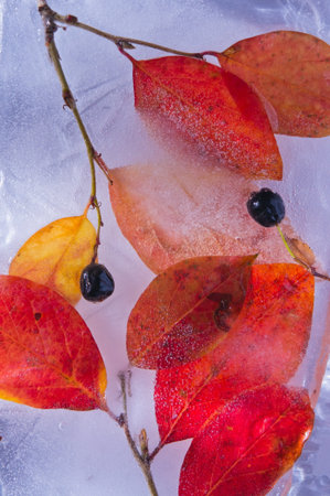 icy leaves and berriesの写真素材