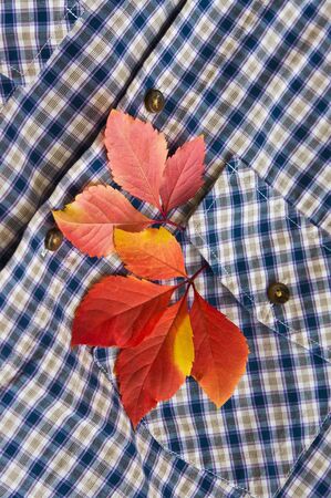 colorful autumn leaves in a shirt pocketの写真素材