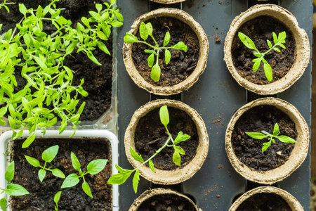 vegetable seedlings in peat pots and trays