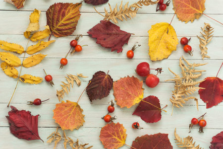 Autumn leaves and berries on a wooden background. top view.