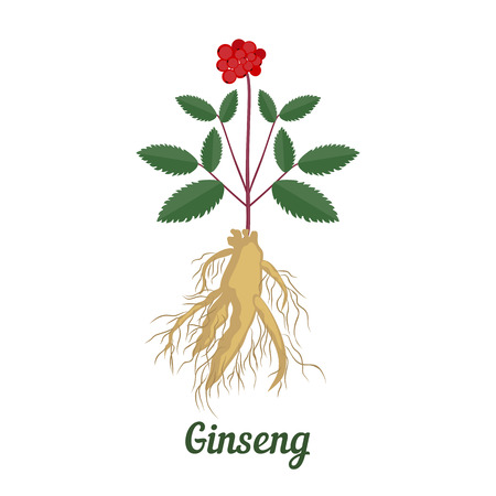 Vector illustration of root and leaves panax ginseng on white  backgroundのイラスト素材