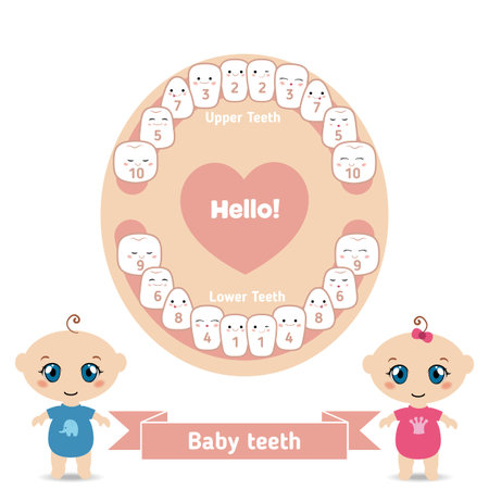 Temporary teeth - names, groups, period of eruption and shedding of the children.のイラスト素材