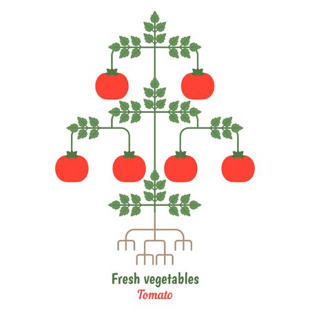 Tomato vegetables  flat illustration. Healthy Organic vegetarian food.のイラスト素材