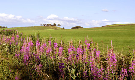 Pink Flowers on Green Field, Countryside of Scottish Highlands, Nature Scotland, United Kingdomの写真素材