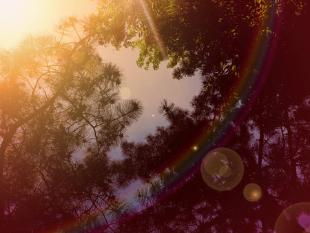 Beautiful sunset in the spring forest among the trees