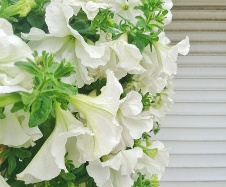 White flowers on the background of a light wall made of boards.の写真素材