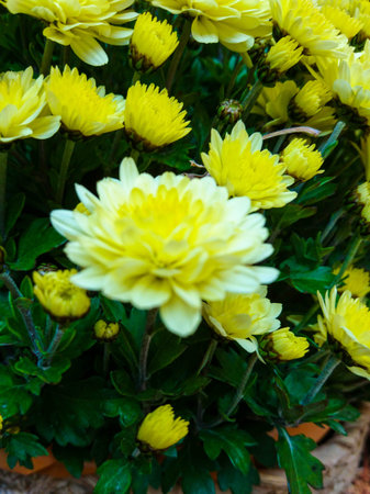 Bright bouquet of autumn flowers on a sunny cool day.