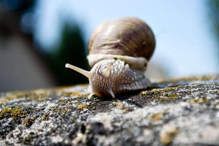snailの写真素材