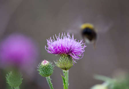 bumblebee and burdockの写真素材