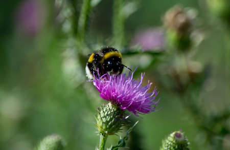 bumblebee and burdockの写真素材