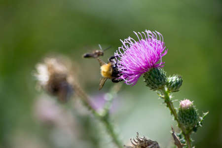 burdock and beeの写真素材