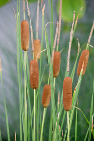 Cattailsの写真素材