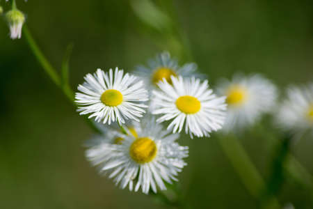 daisiesの写真素材