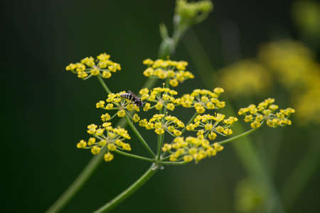 yellow wildflowersの写真素材
