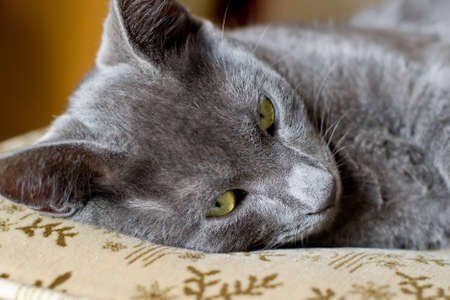 gray catの写真素材