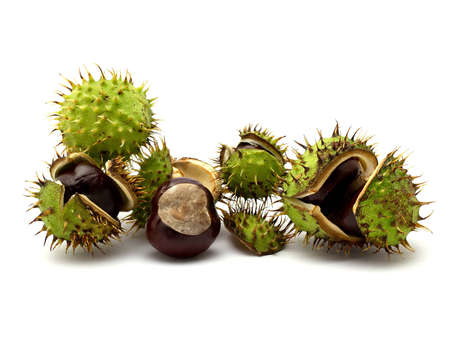  chestnuts isolated on white backgroundの写真素材