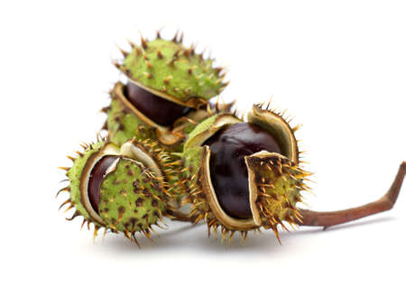  chestnuts isolated on white backgroundの写真素材