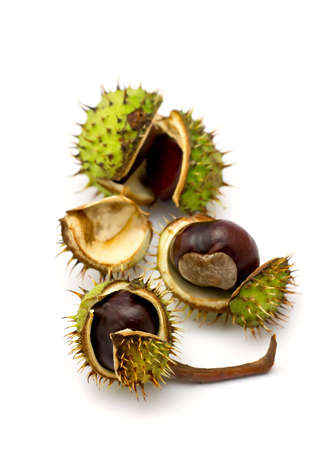 chestnuts isolated on white backgroundの写真素材