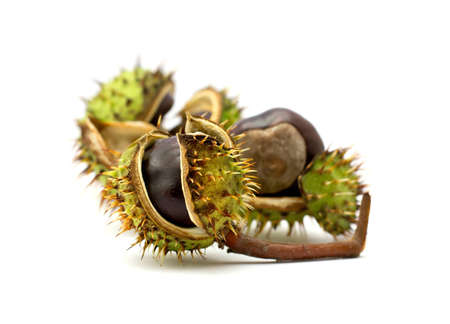 chestnuts isolated on white backgroundの写真素材