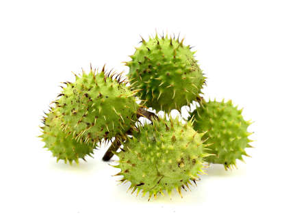 chestnuts isolated on white beckgroundの写真素材