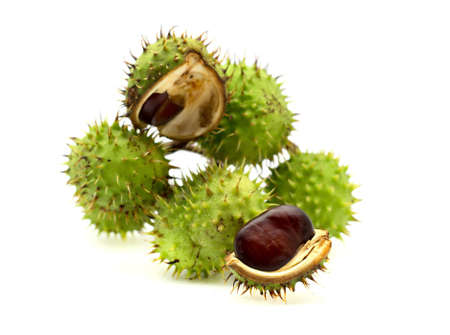 chestnuts isolated on white backgroundの写真素材
