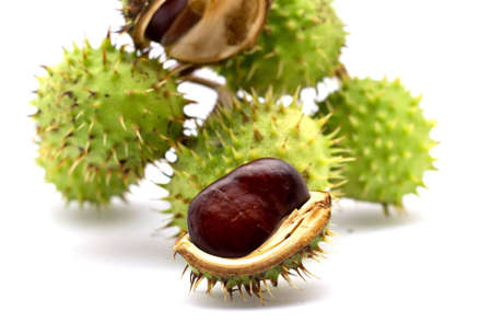 chestnuts isolated on white backgroundの写真素材