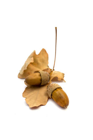 acorn and oak leaf isolated on white backgroundの写真素材