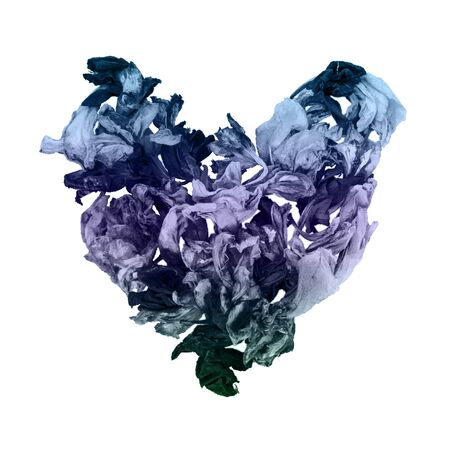 Dry iris flowers in shape of heart in gray-blue and purple monochrome on whiteの写真素材