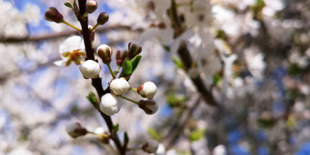 Close up blossoming sakura,white cherry tree branch in delicate buds,blooming flowers,against blurry light blooming treeの写真素材