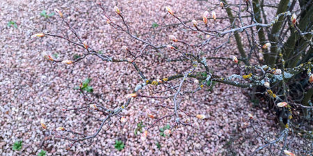 Defocused close up natural background,bare twisting branches of bush covered with gray,yellow...
