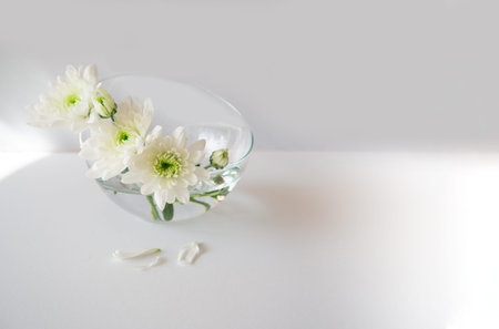 Close up of 3 white green aster flower heads and buds of asteraceae, compositae, in semicircular spherical vase, glass bowl, beveled edge, water drops, torn petals near.Natural design.Soft focus, copy space.の写真素材