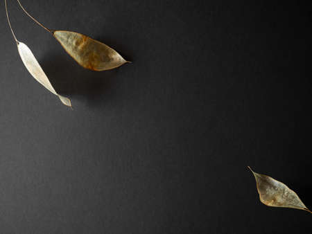 Abstract trend floral pattern, three golden lunaria leaves in corners, dark backdrop for jewelry, nature product. Banner, large copy space, Natural concept combining black and gold, platinum. Selective focus.の写真素材