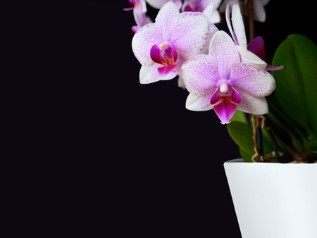Close-up pink spotted orchid, green leaves in white pot on side, dark background.Beautiful flower,...