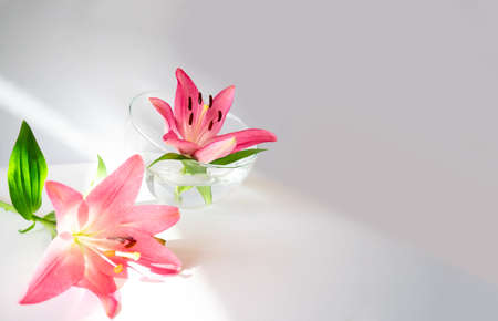 Slightly blurred close up 2 large pink lily flower heads, green leaves, Liliaceae, Brindisi variety, on table and in spherical glass bowl, beveled edge on white.Natural design.Selective focus, copy space.の写真素材