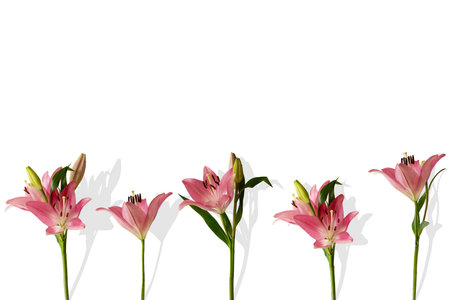 Close up five large pink lily flower with green leaves standing in a row.Imitation of fence, flower bed.Liliaceae, Brindisi variety, border, on white.Natural seamless pattern design.Soft focus, copy spaceの写真素材