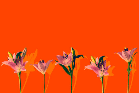 Close up abstract pop art, five pink lily flowers with leaves standing in a row.Imitation of fence.Liliaceae border, Brindisi, on bright orange background.Seamless pattern design.Soft focus, copy space.の写真素材