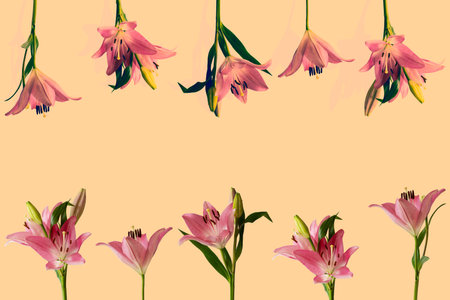 Two rows of large pink lily flowers, green leaves, on top bottom.Framing fence imitation, flower bed.の写真素材