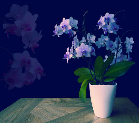 Bluish purple spotted orchid, green leaves, white pot on wooden table, pink transparent flower heads on black background.Beautiful trendy flowers, copy space, soft focus.Home floriculture, life decoration.の写真素材