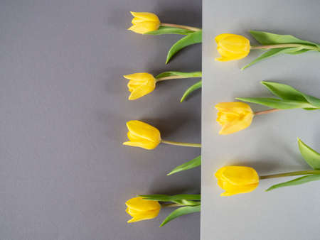 Seven 7 yellow tulips in uneven rows divided by gray shades paper in layers.Copy space,horizontal banner.Spring,summer modern minimalistic design,stylish poster,cover for printed products.Card patternの写真素材