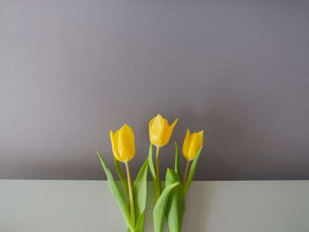 Three yellow tulips bouquet in middle of layered light dark gray paper.Copy space,horizontal banner.Seasonal modern minimalistic design,trend colors of year 2021,cover for printed product.Card patternの写真素材