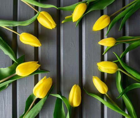 Ten fresh yellow tulips laid out as frame,circle on striped wooden boards background,slats,painted dark gray paint.Horizontal seasonal banner design,country rural life style,trendy color.Copy spaceの写真素材