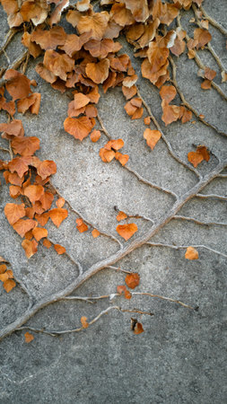 Close-up diagonal ivy stalk with parallel branches, stems, faded brown, carved three-lobed leaves,...