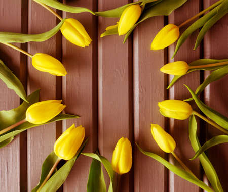 Ten fresh yellow tulips laid out as frame, circle on striped wooden boards background, slats, painted brown paint.Horizontal seasonal banner design, country rural life style, trendy color.Copy space.の写真素材