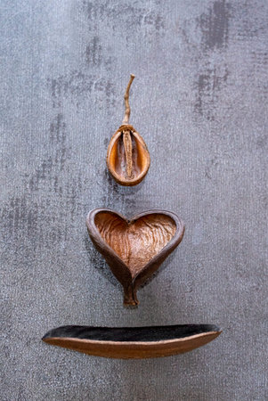 Close-up abstract still life of dry brown leaves, halves of fruits and peels of nuts on gray stone...